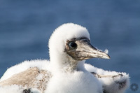 Immature Black-Footed Booby